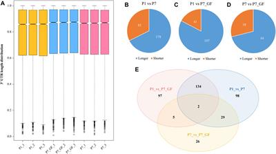 Microbiota affects mitochondria and immune cell infiltrations via alternative polyadenylation during postnatal heart development